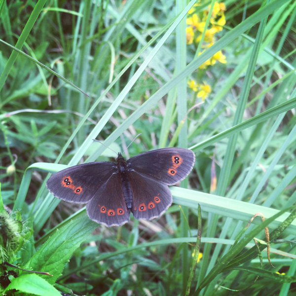 Butterfly in Switzerland
