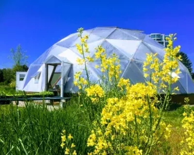 greenhouse dome behind mustard plant 