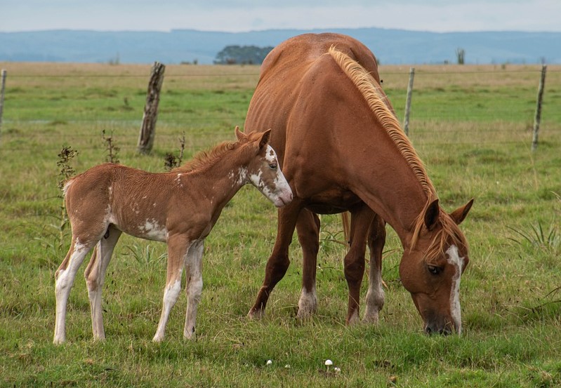 Horse and calf