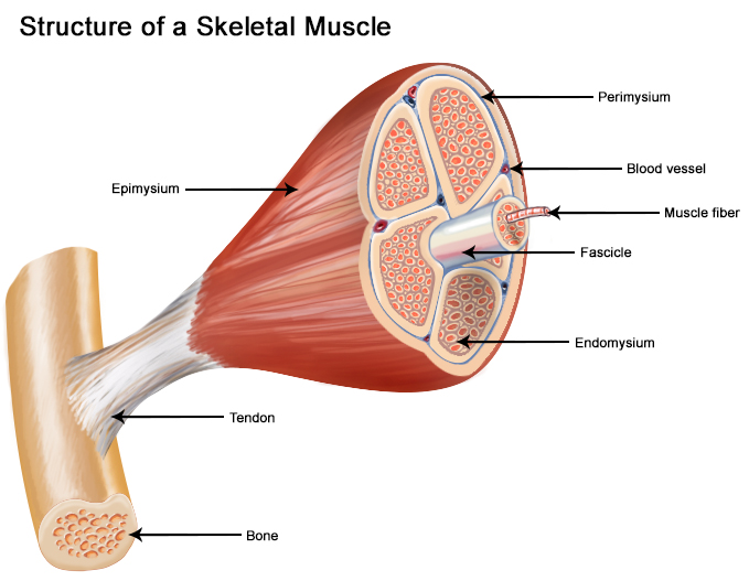 Muscle Structure