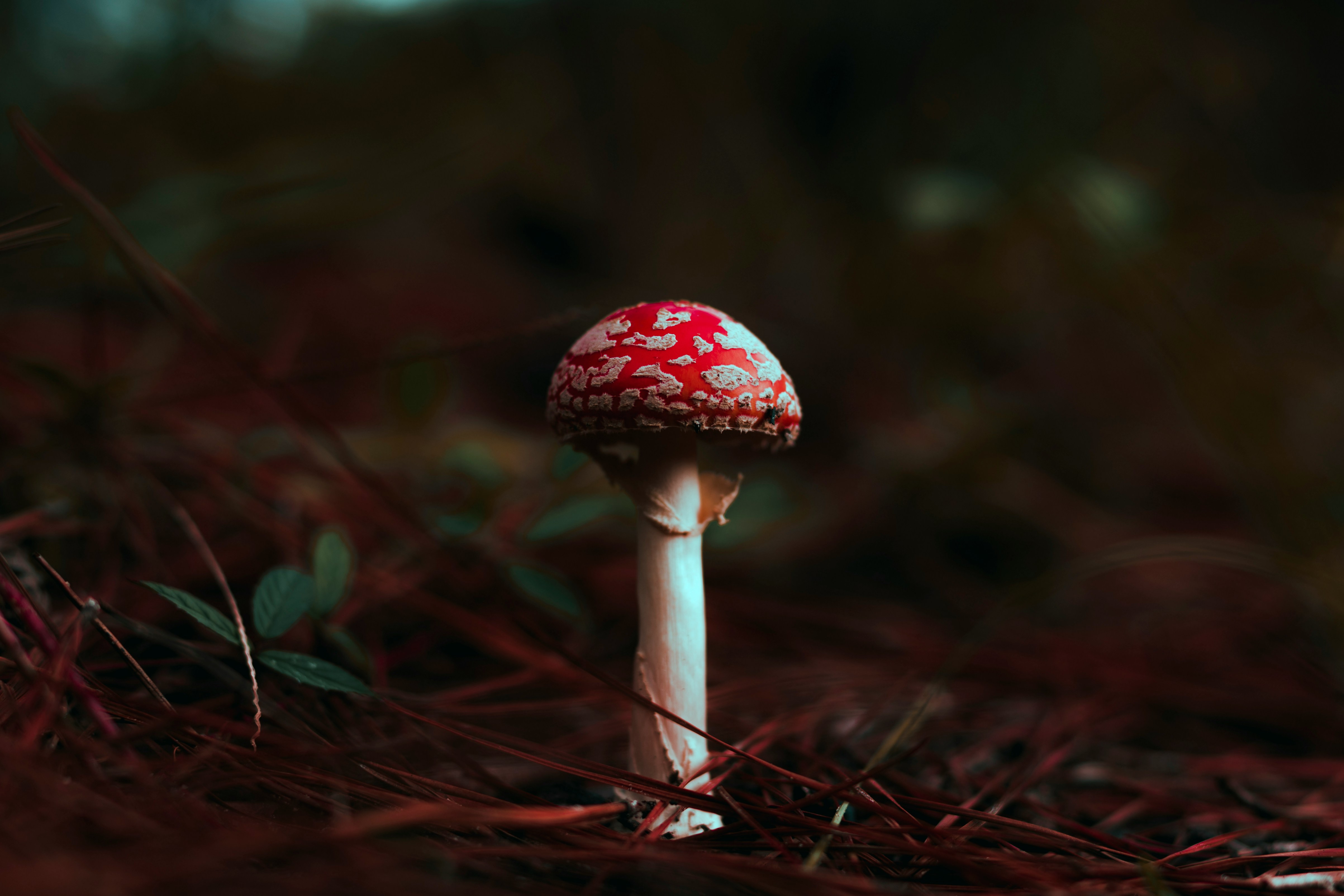 CPS Mycology 9002