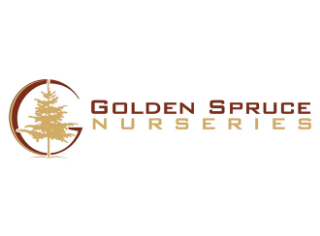 goldenspruce.png