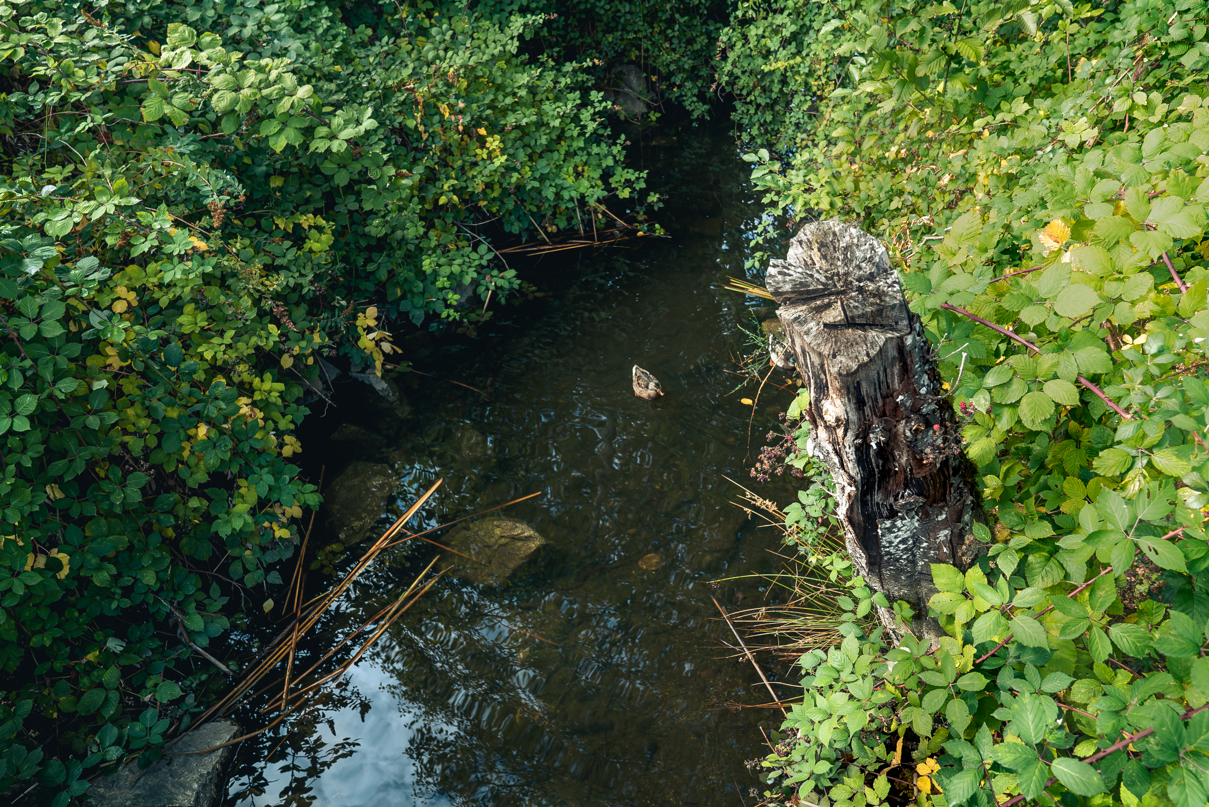 Image of Cougar Creek, Surrey, B.C.