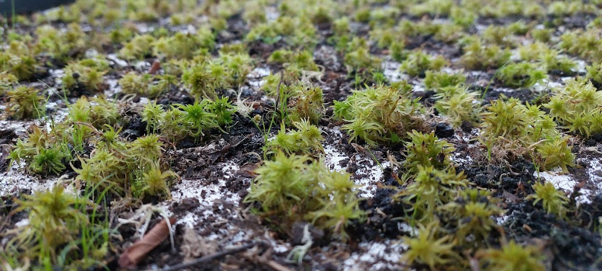 Sphagnum propagation at the Garden City Lands