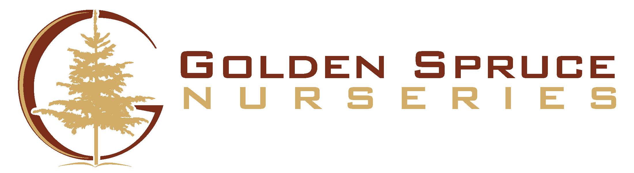 Golden Spruce