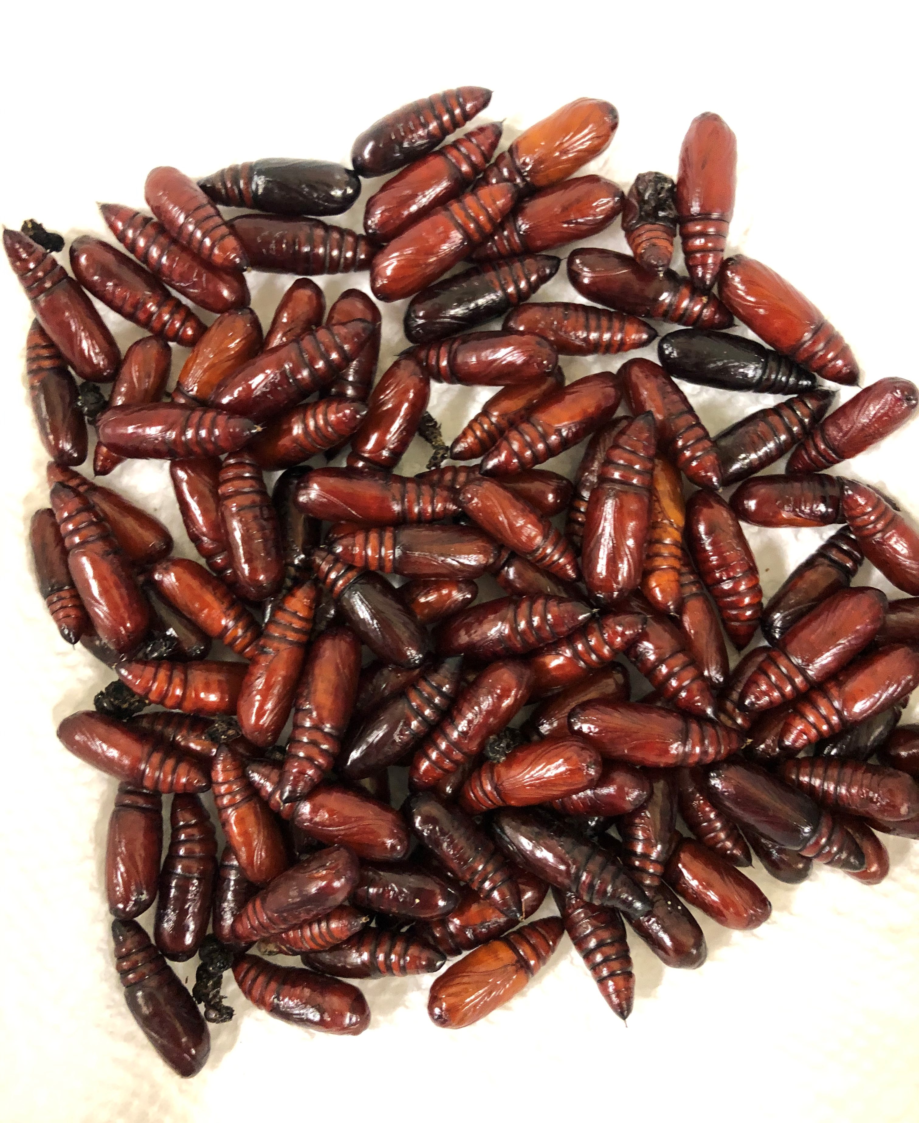 Cutworm Pupae