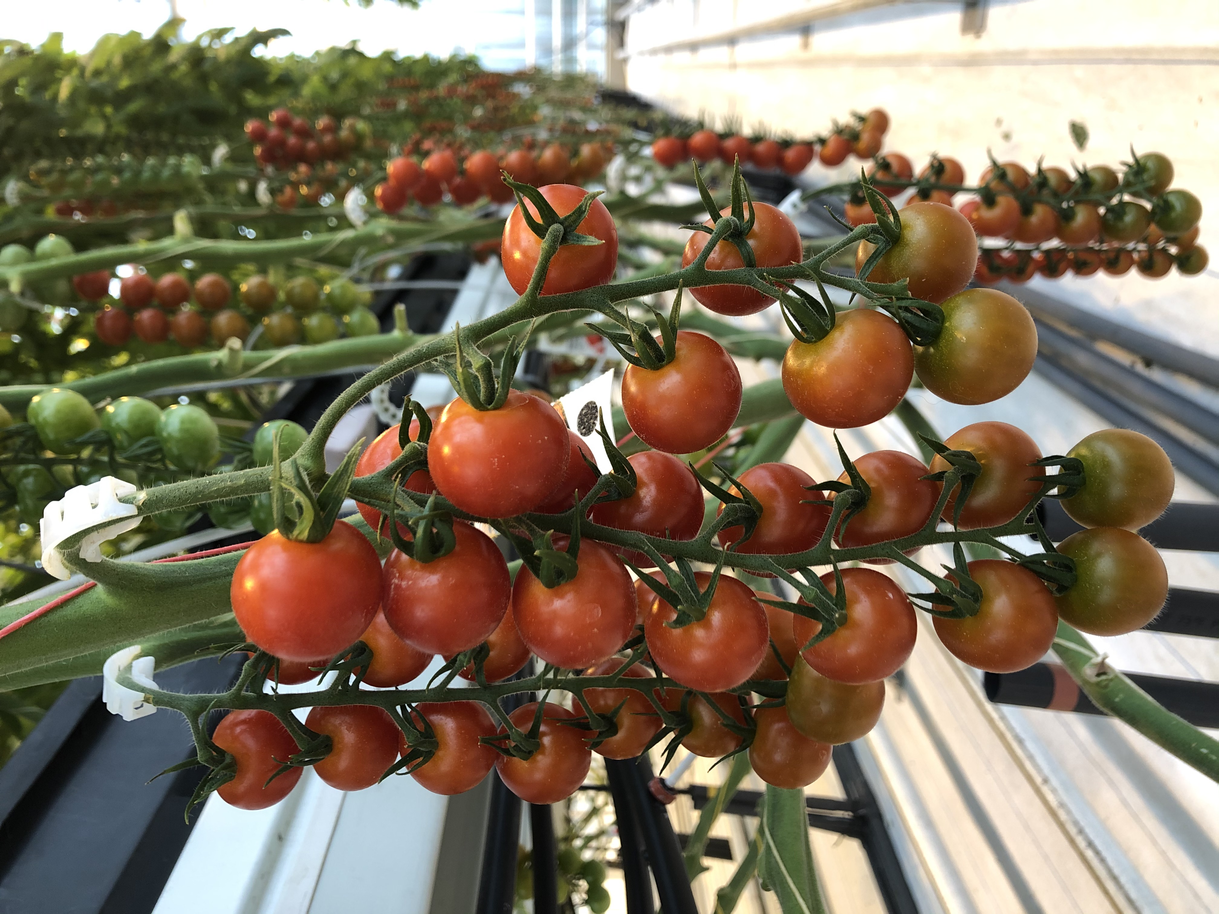 Cherry Tomatoes