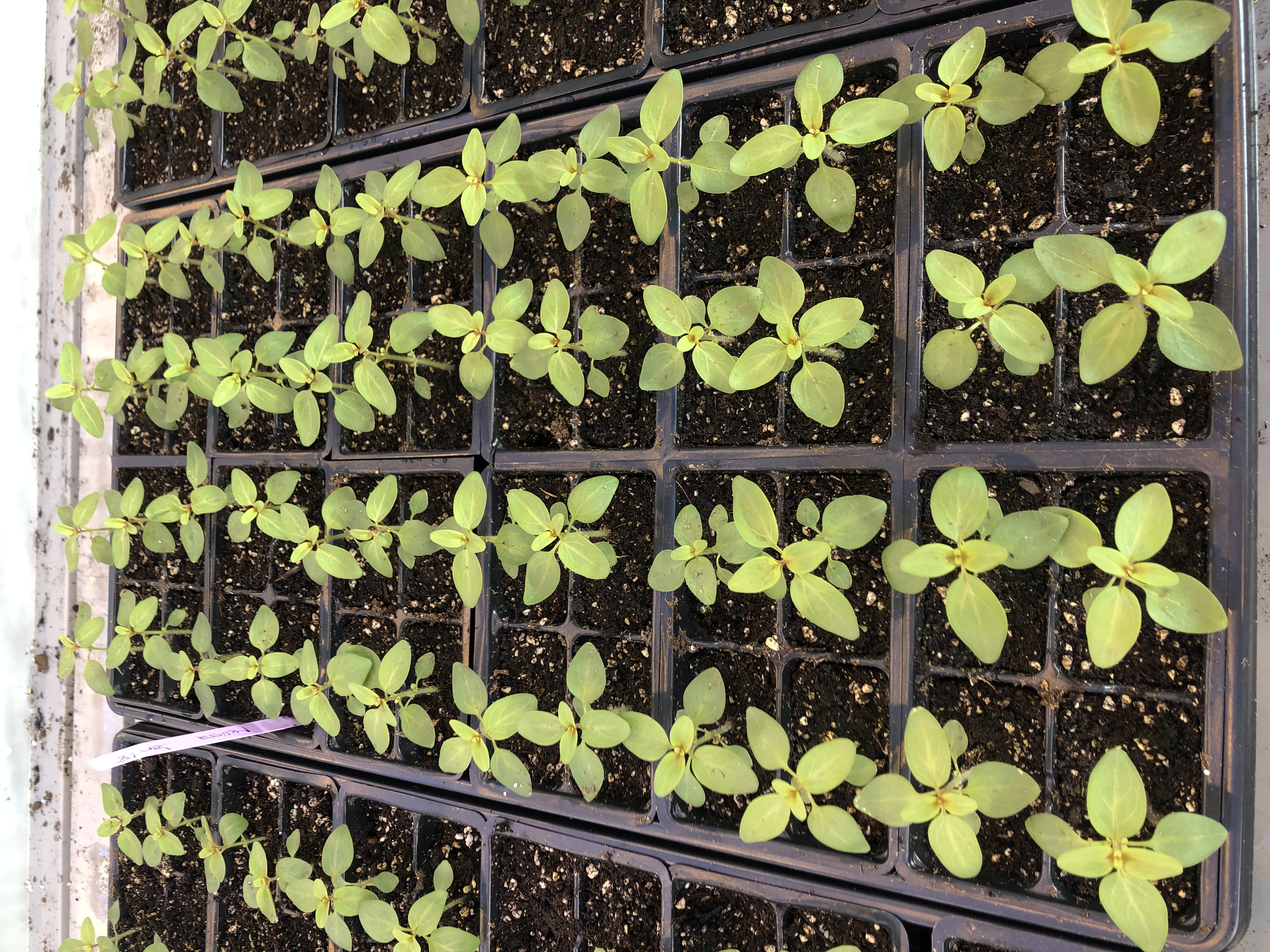 Snapdragon Seedlings