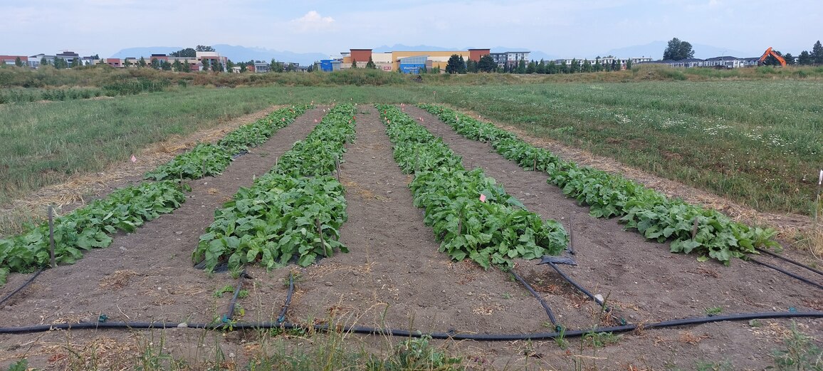 Beet plots