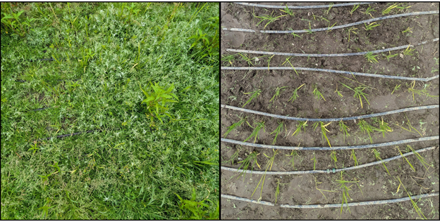 Before and after weeding rice