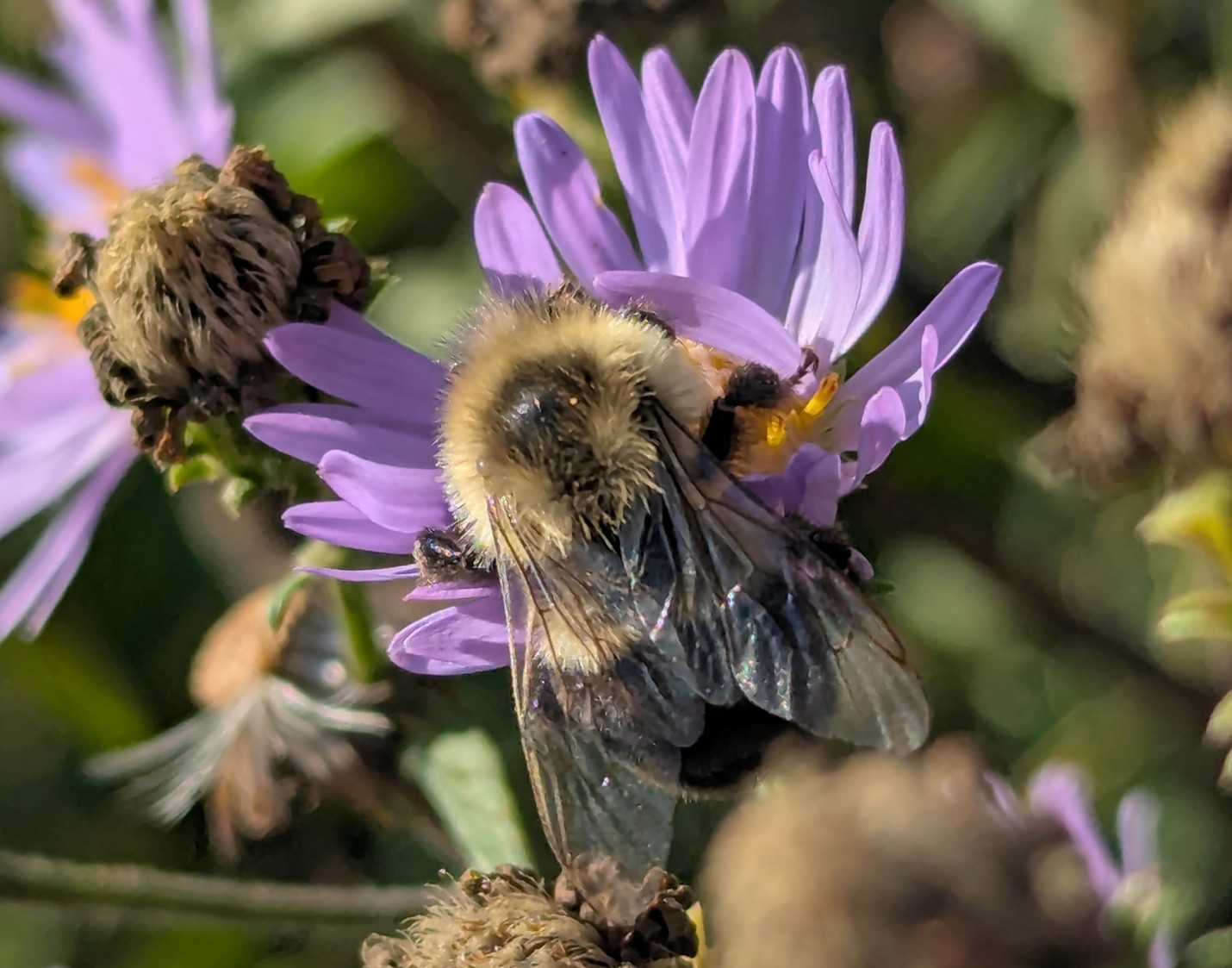 Eastern bumblebee on aster