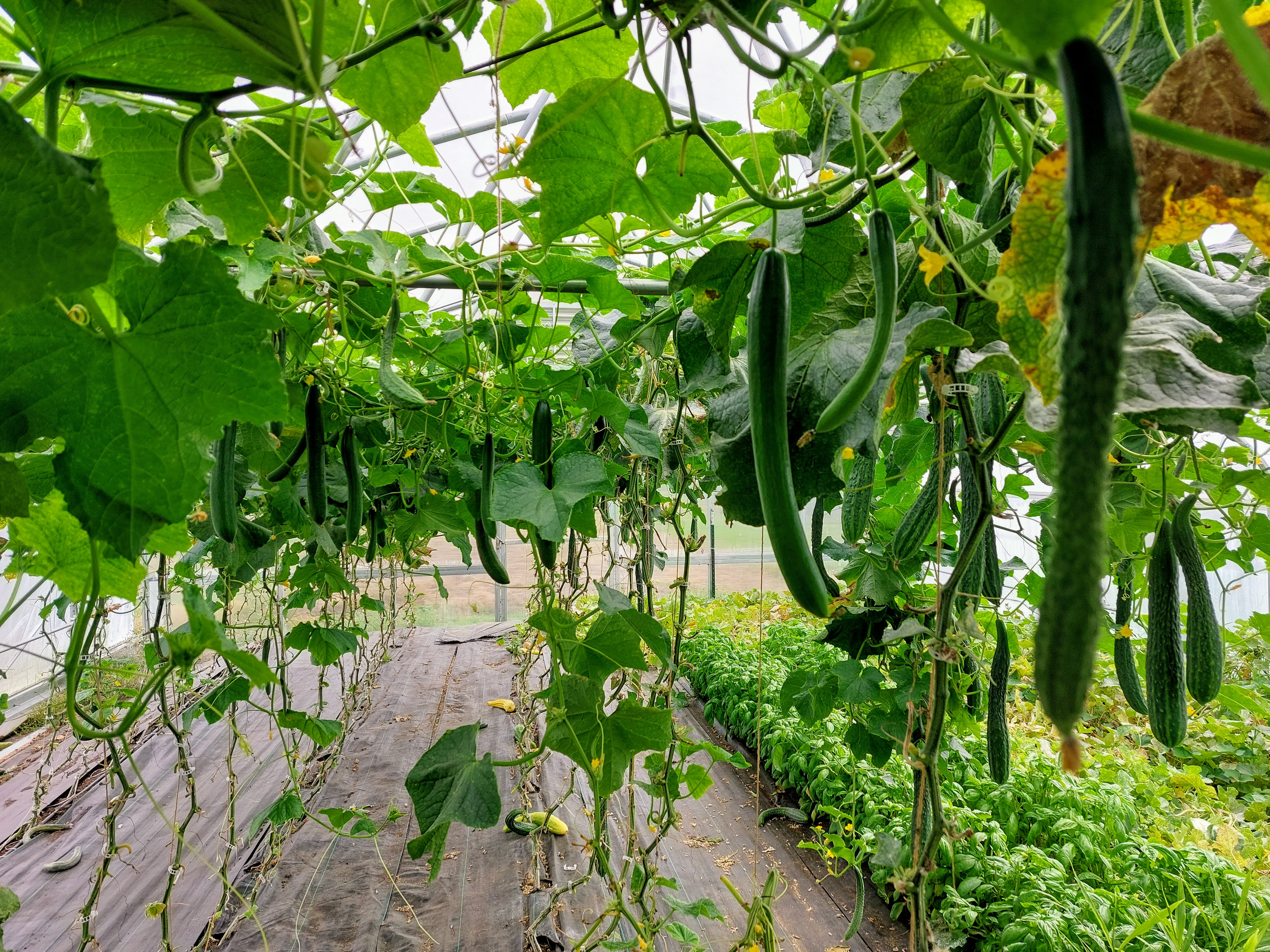 Cucumbers in high tunnel