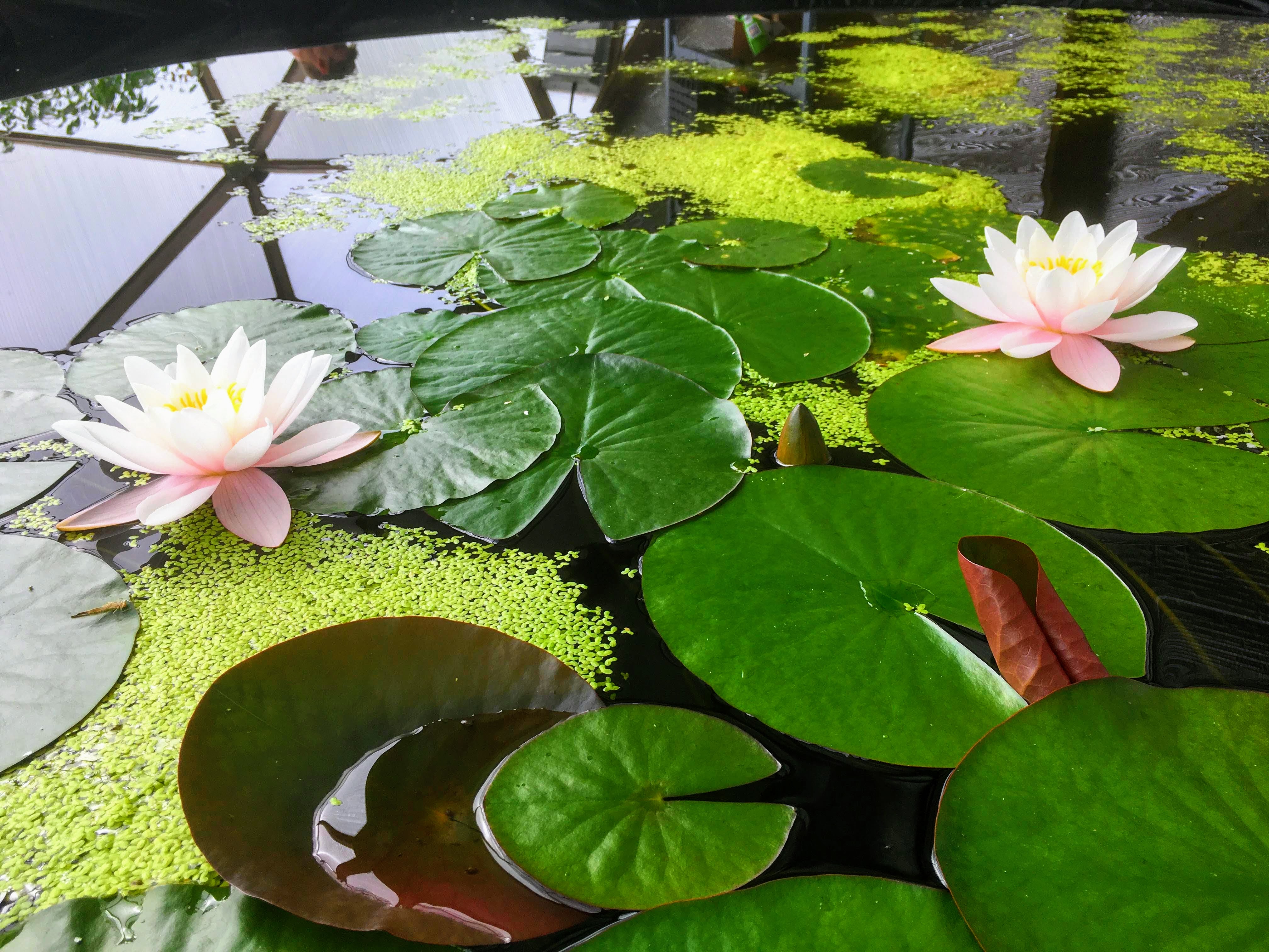 Lilly pads in dome pond
