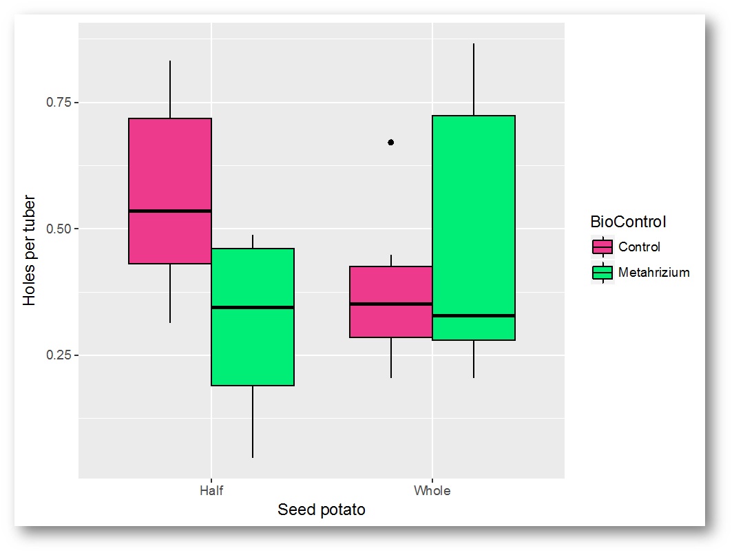 Fig 2. Wireworm damage according to seed potato type and biocontrol.