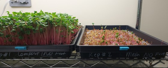Microgreens in compost and steel mesh media