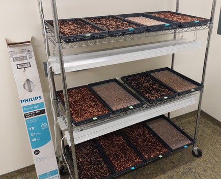Seeded trays with different growing media