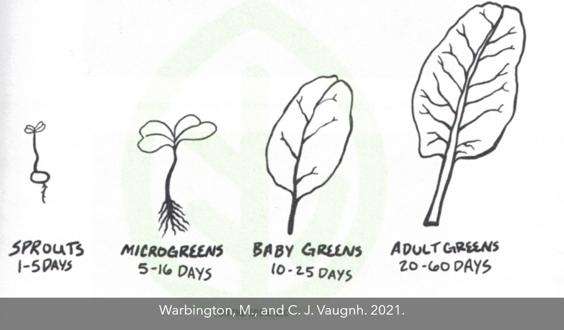 Harvestable crop stages for greens