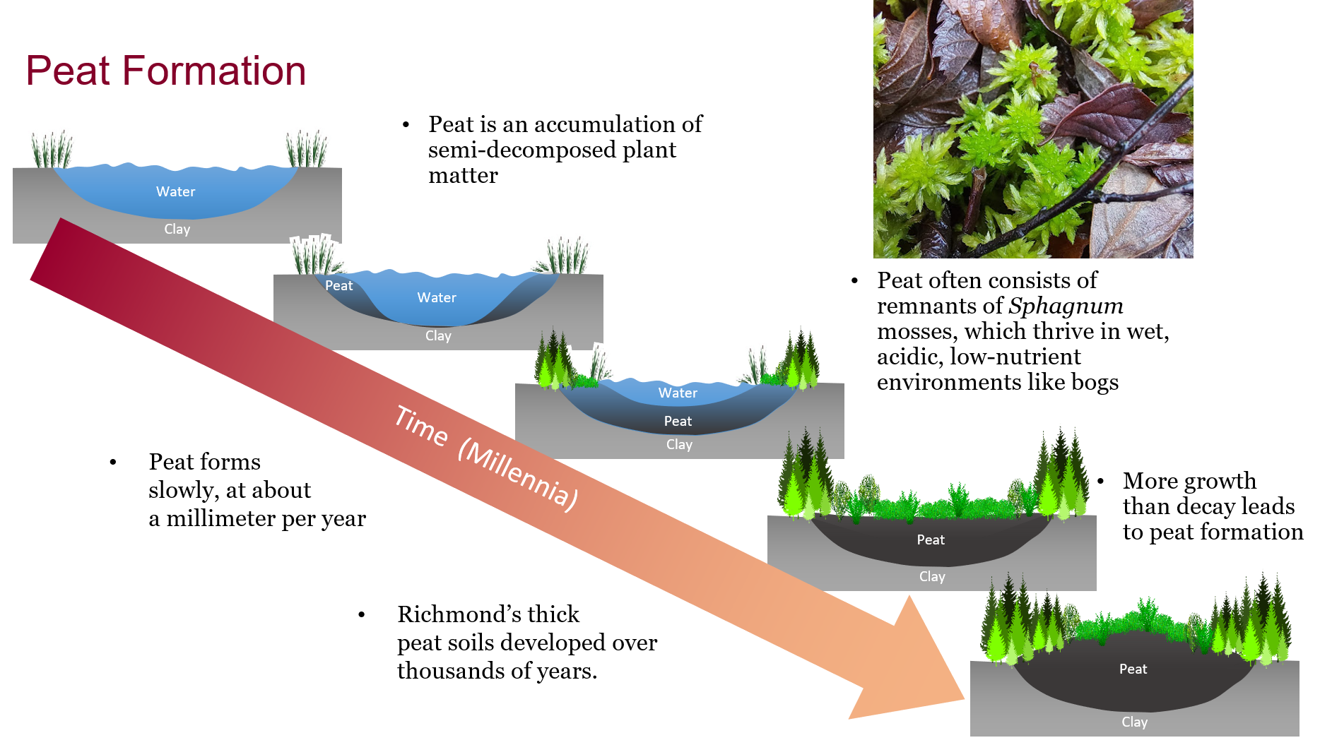 Peat formation