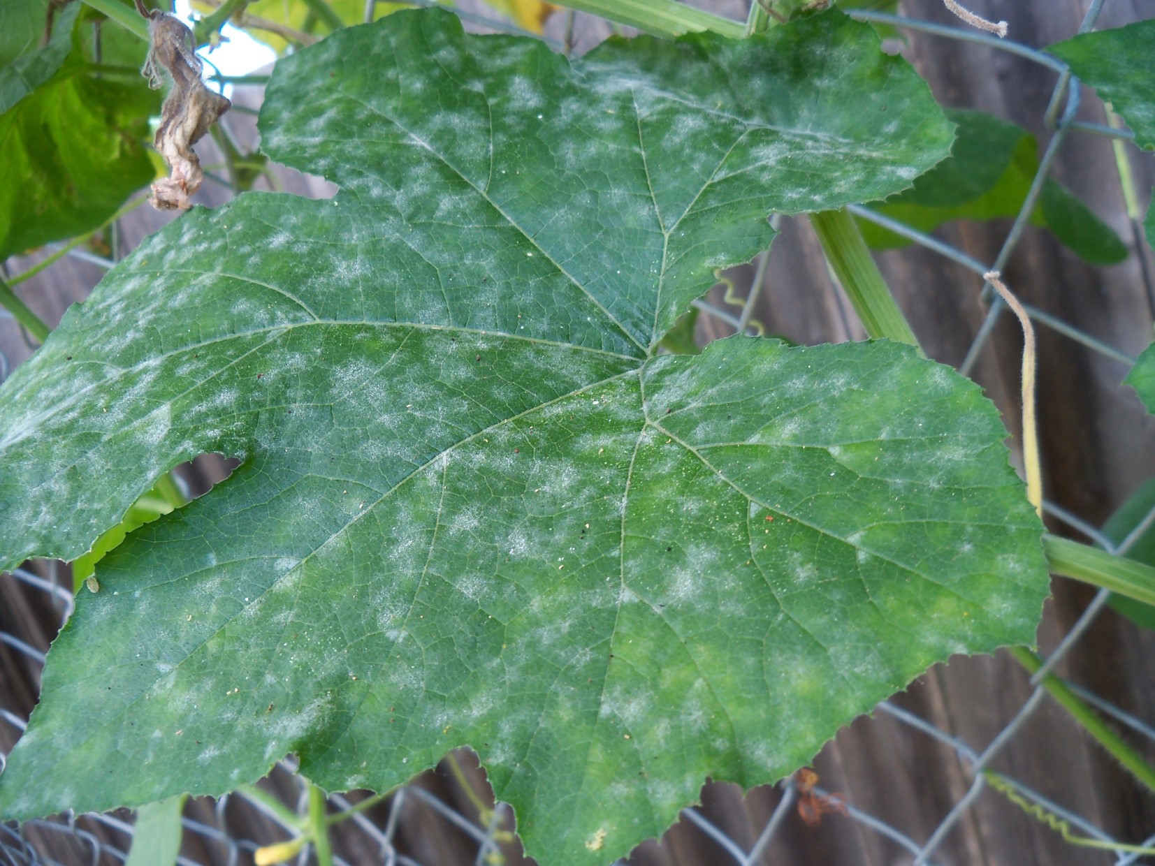 Powdery mildew on cucurbit leaf