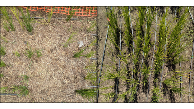 Rice density comparison