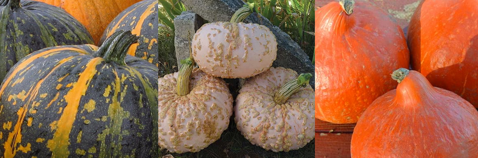 Winter squash varieties