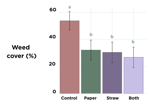 Weed cover in rice by treatment