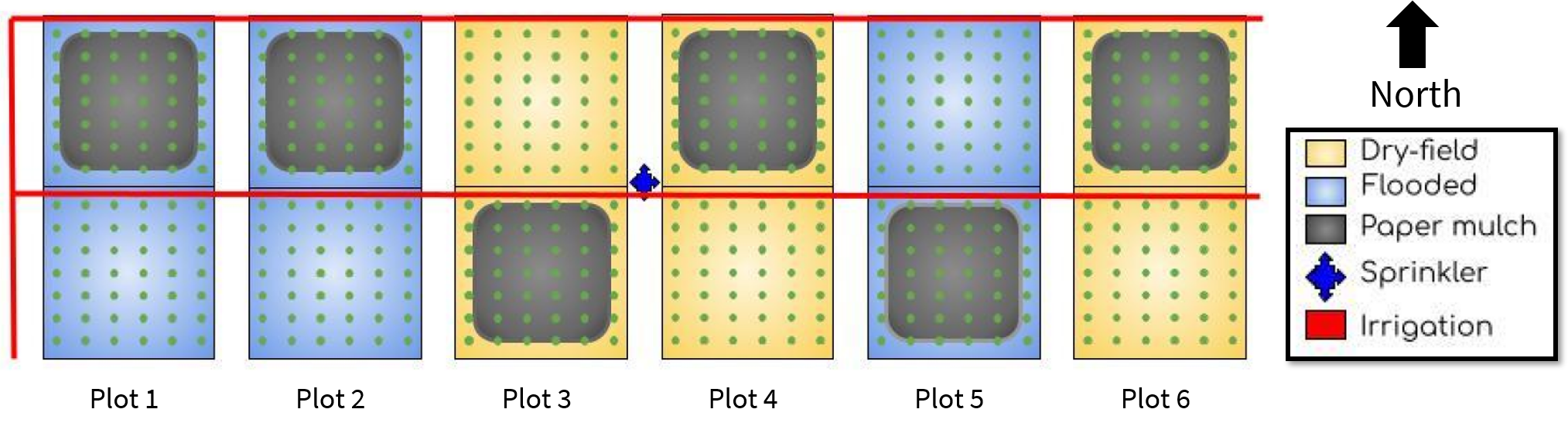 Rice plot experimental design