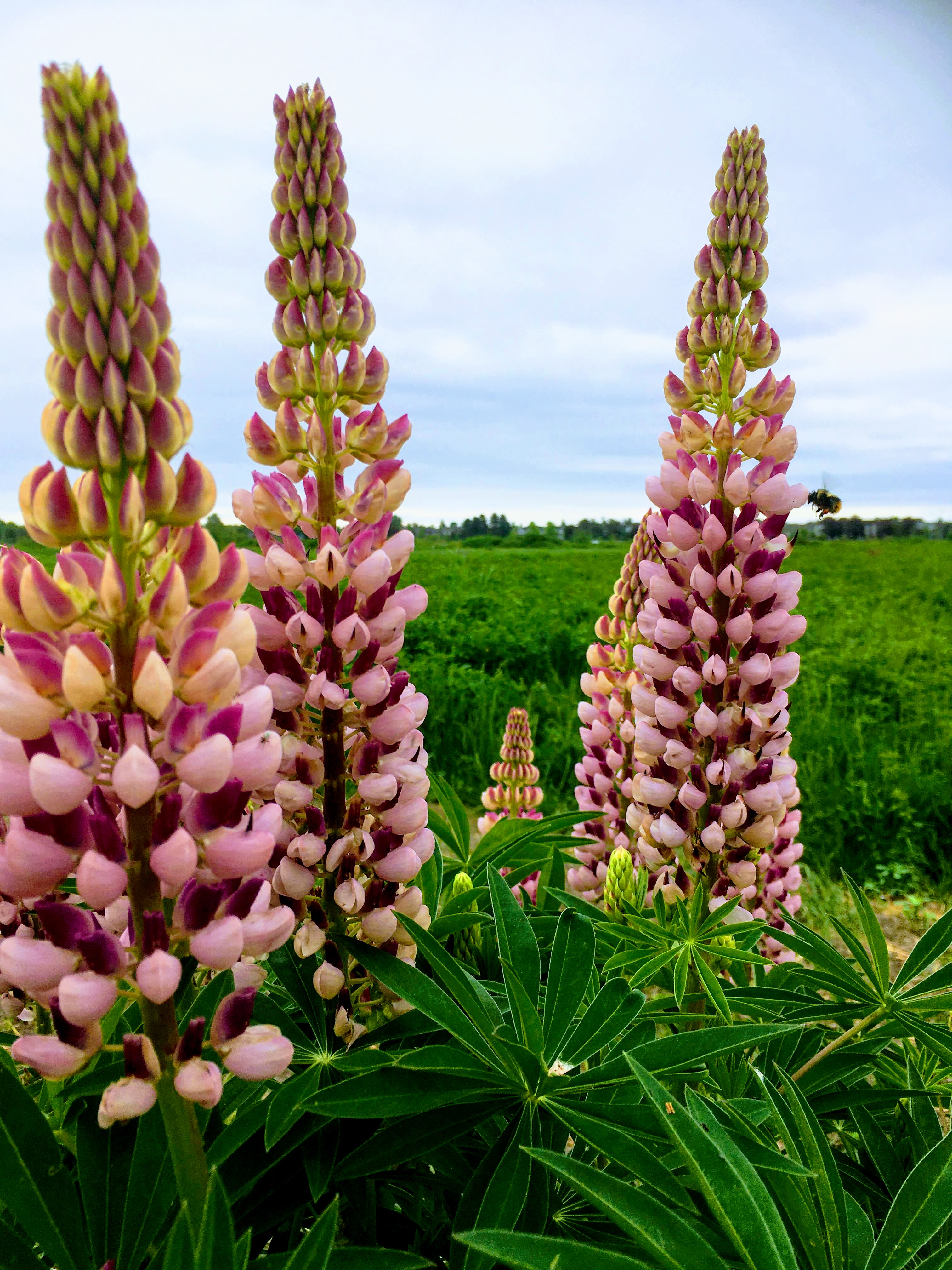 Lupines in beetle bank