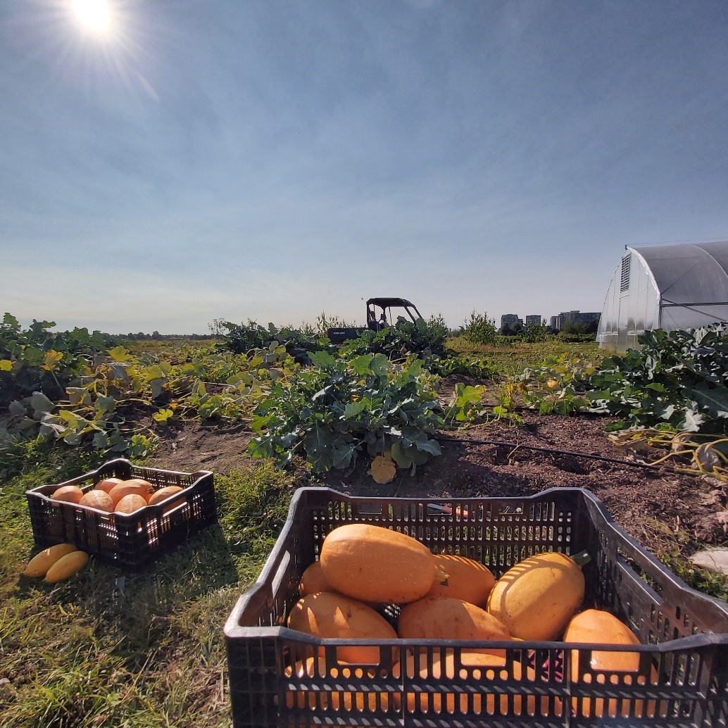 Squash harvest