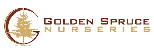 Golden Spruce Logo