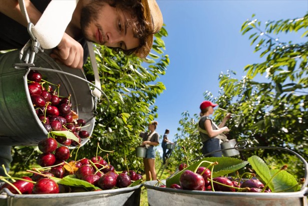 orchard workers