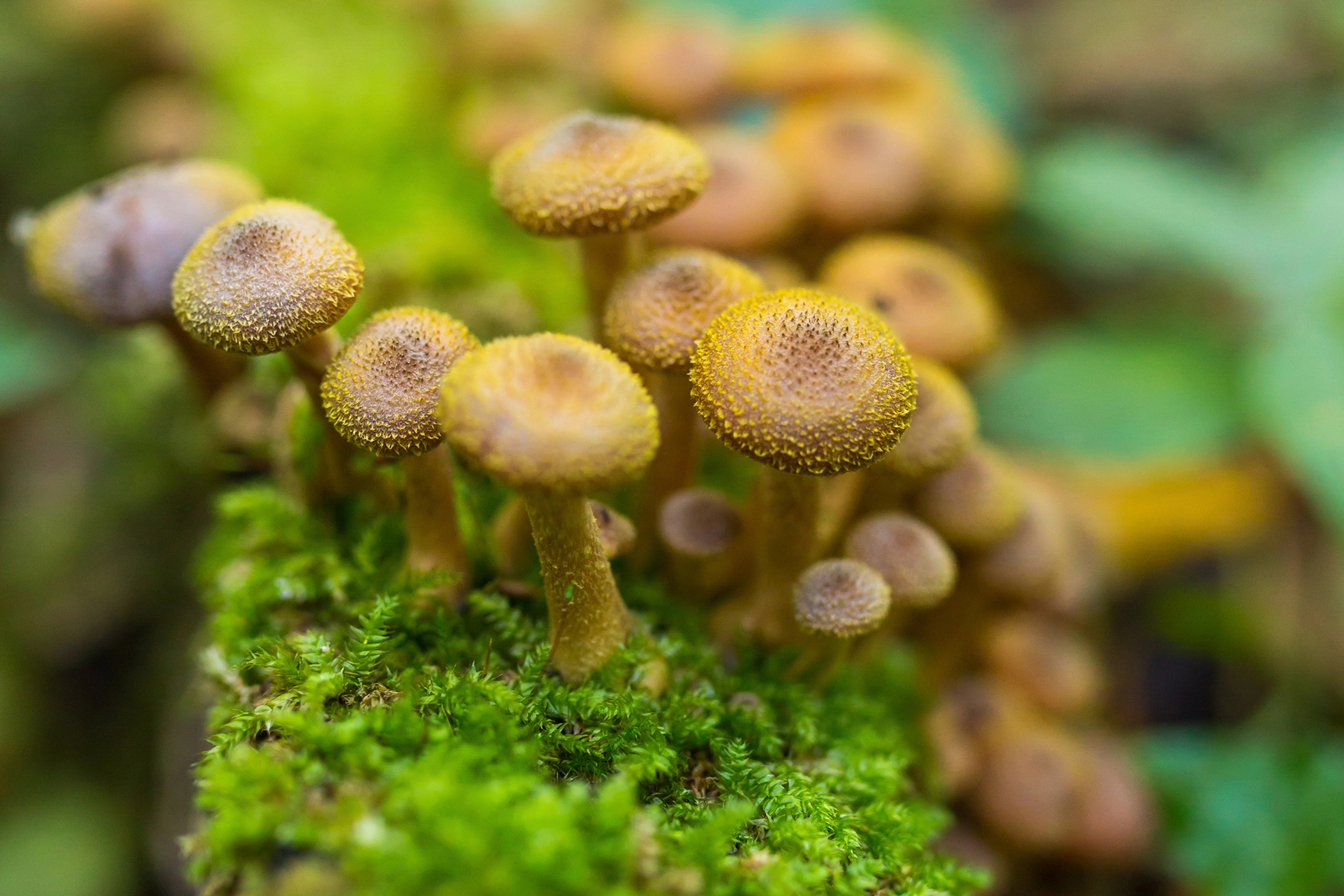 Mycology 9003