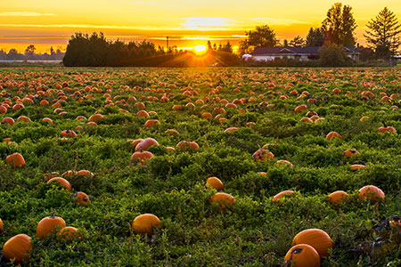 Punpkin patch