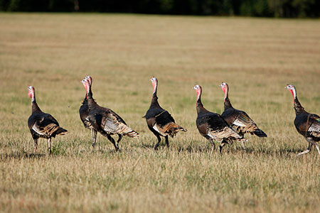 Running turkeys