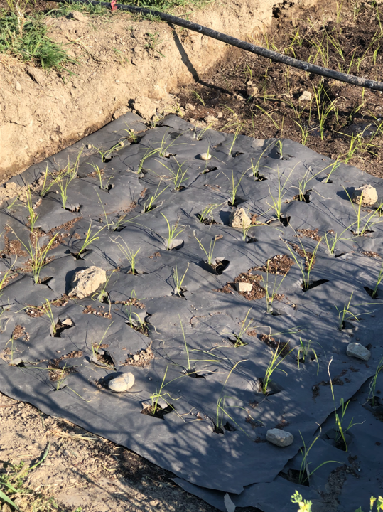 Rice in paper mulch