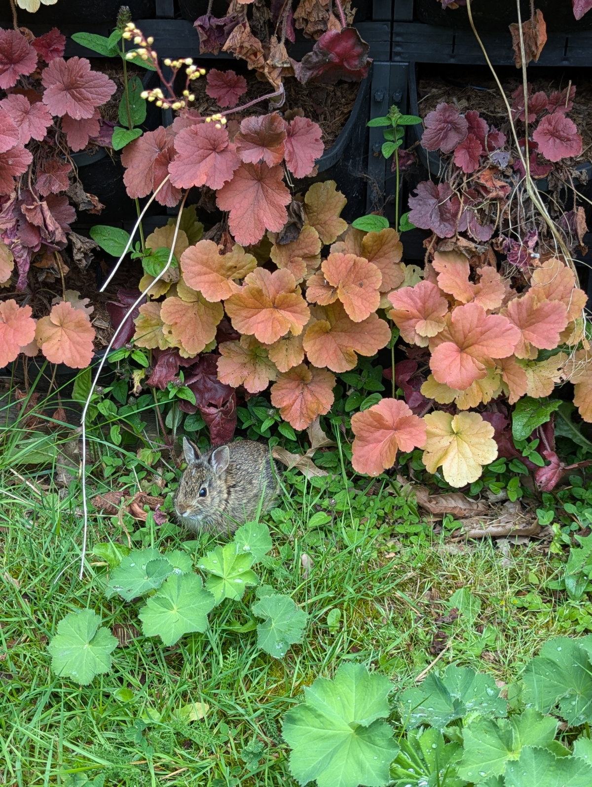 KPU Vertical Garden Wall with a Bunny