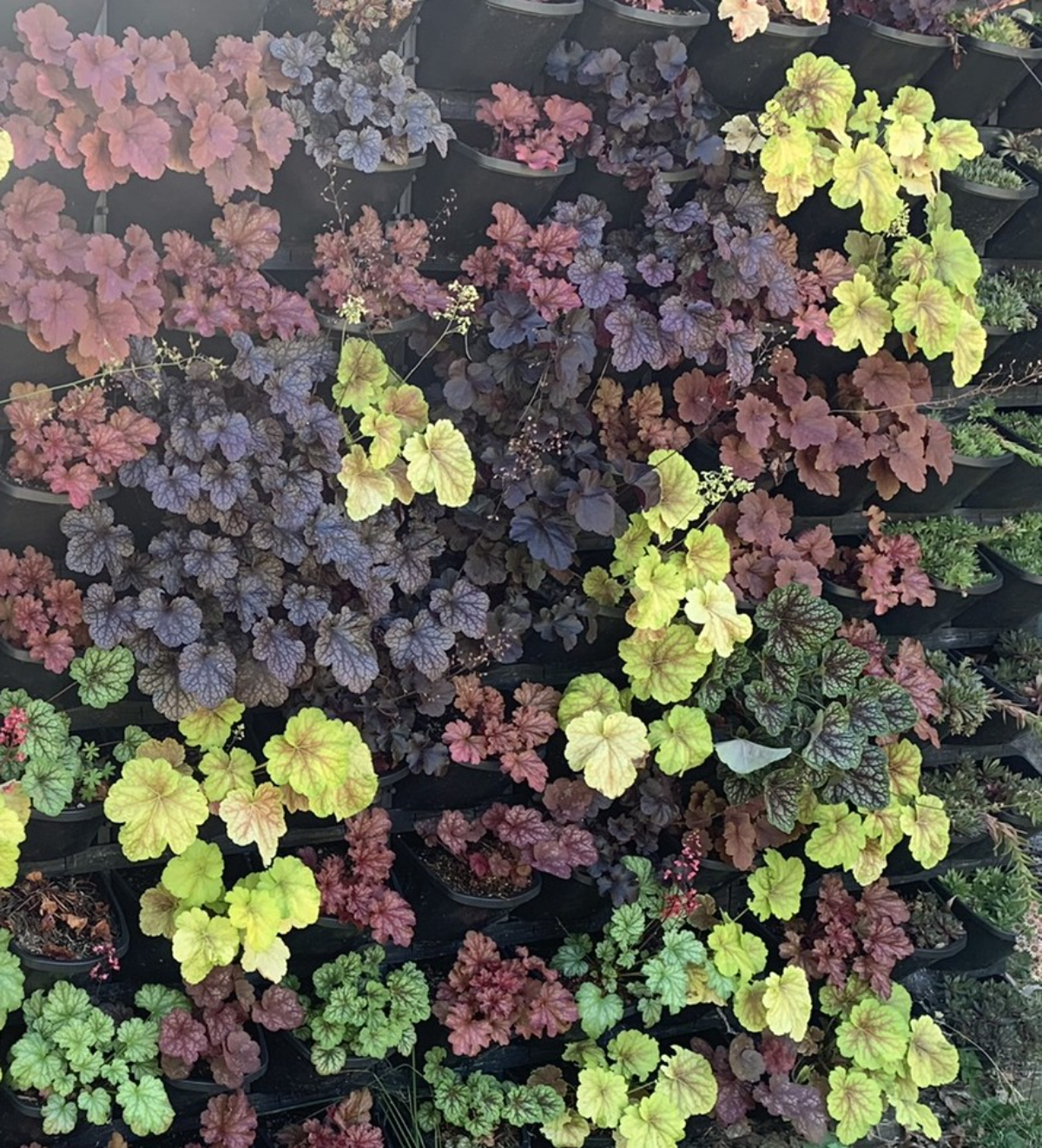 KPU Vertical Garden Plants Heucera