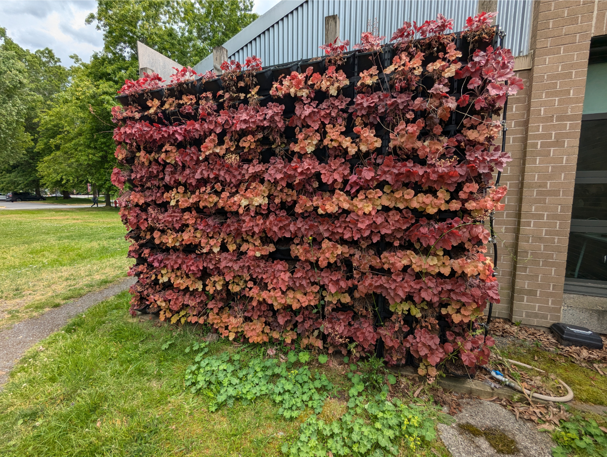 KPU Vertical Garden Wall with Heucera