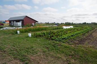 Allium and root crop fields
