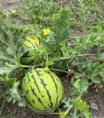 kpu watermelon