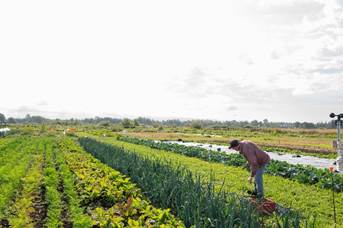Root crop field