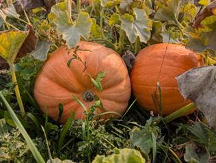 kpu pumpkin