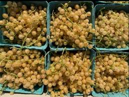white currants