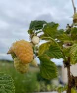 yellow raspberries