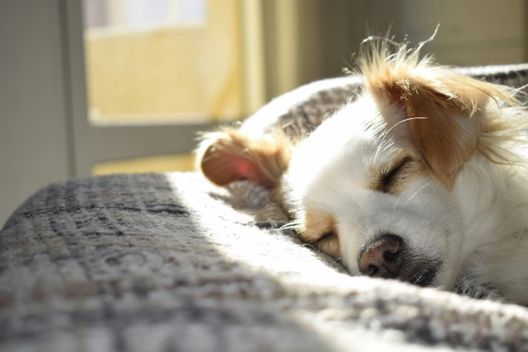 cozy dog sleeping