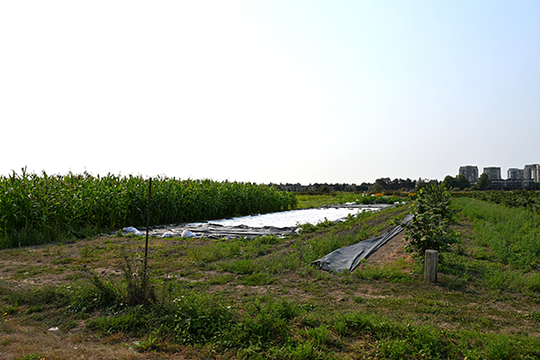 KPU Farm