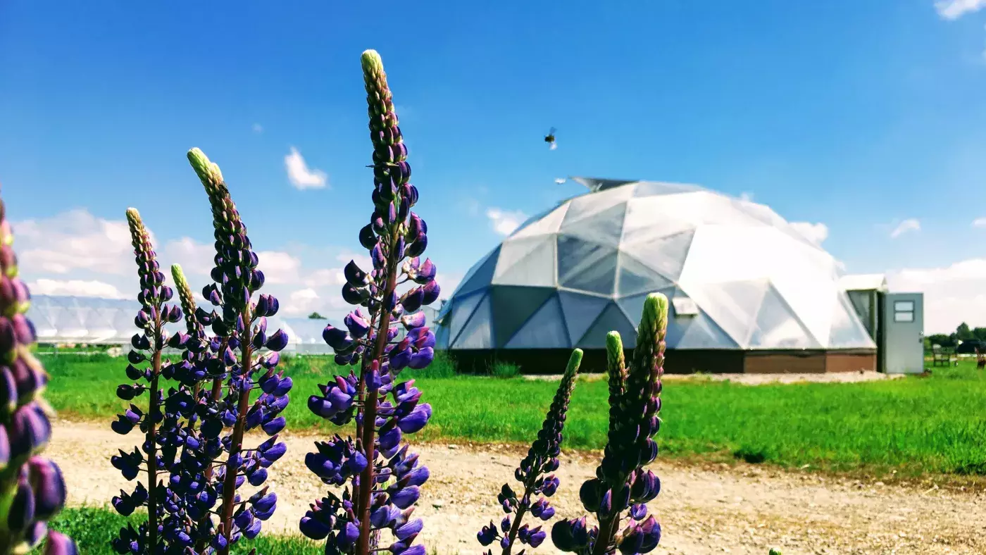 Dome and lupine
