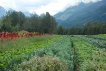 Small scale farming